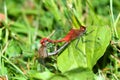 White-faced Meadowhawk Illinois Insects Royalty Free Stock Photo