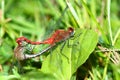 White-faced Meadowhawk Sympetrum obtrusum Royalty Free Stock Photo