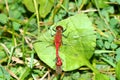 White-faced Meadowhawk Sympetrum obtrusum Royalty Free Stock Photo