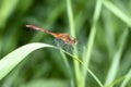 A White-faced Meadowhawk Sympetrum obtrusum Dragonfly Perched on Vegetation Soon After Emergence