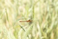 A White-faced Meadowhawk Sympetrum obtrusum Dragonfly Perched on Vegetation Soon After Emergence