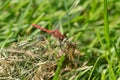 White-faced Meadowhawk - Sympetrum obtrusum Royalty Free Stock Photo