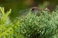 White-faced Meadowhawk - Sympetrum obtrusum Royalty Free Stock Photo