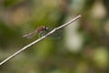 White-faced meadowhawk Sympetrum obtrusum Royalty Free Stock Photo