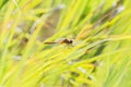 White-faced Meadowhawk Sympetrum obtrusum Perched on Grass Royalty Free Stock Photo