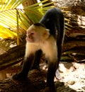 White Faced Monkey Costa Rica