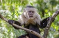 White Faced Monkey frowning in a tree