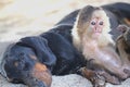 White faced monkey playing in the sand with his best friend. Royalty Free Stock Photo