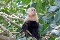 White Faced Monkey three quarter Royalty Free Stock Photo