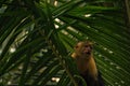 White-faced monkey on top of a coconut palm tree. Royalty Free Stock Photo