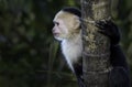 A white faced monkey on a tree Royalty Free Stock Photo