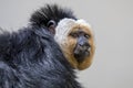 White faced monkey Royalty Free Stock Photo