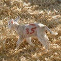 New born Lleyn lamb at lambing time Royalty Free Stock Photo
