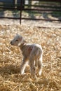 New born Lleyn lamb at lambing time