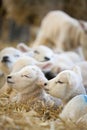 New born Lleyn lambs at lambing time