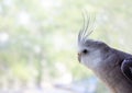 white-faced parrot cockatiel looks out the window on a blurred background, place for text. Royalty Free Stock Photo