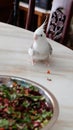 A white faced pied cockatiel standing on a marble table, with a bowl full of fresh chopped vegetable Royalty Free Stock Photo