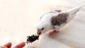 A white faced pied cockatiel standing on a marble table, eating from a spoon with fresh chopped vegetable Royalty Free Stock Photo