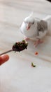 A white faced pied cockatiel standing on a marble table, with a spoon with fresh chopped vegetable Royalty Free Stock Photo