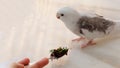A white faced pied cockatiel standing on a marble table, turning its head away from a spoon with fresh chopped vegetable Royalty Free Stock Photo