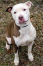 White faced Pit Bull Terrier Royalty Free Stock Photo