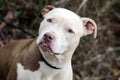 White faced Pit Bull Terrier