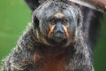 White faced saki in the sun Royalty Free Stock Photo