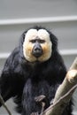 White-faced saki looking at camera Royalty Free Stock Photo