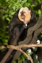 White Faced Saki Monkey Royalty Free Stock Photo