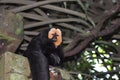 White-faced saki monkey