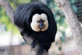 White Faced Saki Monkey in a tree Royalty Free Stock Photo