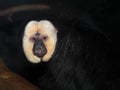 White faced saki monkey Royalty Free Stock Photo