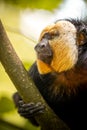 White-faced saki monkey on a forest tree Royalty Free Stock Photo