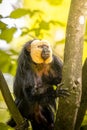 White-faced saki monkey on a forest tree Royalty Free Stock Photo
