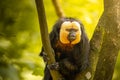 White-faced saki monkey on a forest tree Royalty Free Stock Photo