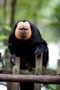 White-faced Saki Monkey or Golden Face Saki Royalty Free Stock Photo