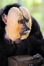 White-faced Saki Monkey (Pithecia pithecia) Royalty Free Stock Photo