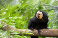 White-faced Saki Monkey