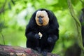 White-faced Saki Monkey Royalty Free Stock Photo