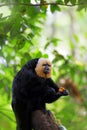 White-faced Saki Monkey Royalty Free Stock Photo