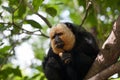 White-faced Saki Monkey Royalty Free Stock Photo