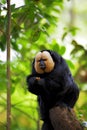 White-faced Saki Monkey Royalty Free Stock Photo