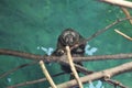 White-faced saki monkey sitting on the tree branches against a green wall in an inside enclosure Royalty Free Stock Photo