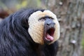 The white-faced saki (Pithecia pithecia) Royalty Free Stock Photo