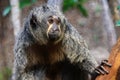 White-faced saki (Pithecia pithecia) Royalty Free Stock Photo