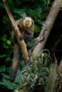 White-faced Saki, Pithecia pithecia, detail portrait of dark black monkey with white face, animal in the nature habitat in Brazil Royalty Free Stock Photo