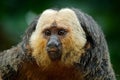 White-faced Saki, Pithecia pithecia, detail portrait of dark black monkey with white face, animal in the nature habitat in Peru. S Royalty Free Stock Photo