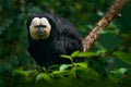 White-faced Saki, Pithecia pithecia, detail portrait of dark black monkey with white face, animal in the nature habitat, wildlife,