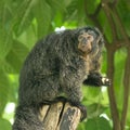 The white-faced saki (Pithecia pithecia) monkey Royalty Free Stock Photo