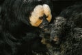 White Faced Saki, pithecia pithecia, Pair Royalty Free Stock Photo